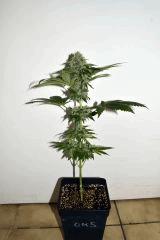 Orgy Kush F+35