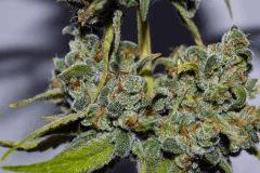 gorilla glue #4 x biker kush F60