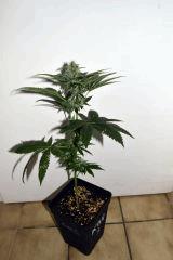 triangle kush x white og v2 F+20