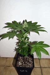 goji og x pineapple express #4 F+20