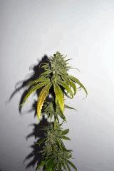 power nap F60