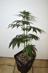 Amnesia Hypro x Triangle White OG #2 F+10