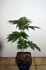 ghost og x white og v2 #2 F+20