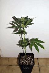 grape puff x grapestomper og #3 F+20