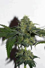 Grape Puff x Grapestomper OG #5 F+35