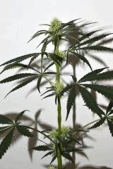 Gorilla glue #4 x Biker Kush F+10