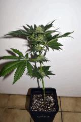 grape puff x grapestomper og #2 F+20