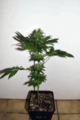 dawg waltz x pineapple express #1 F+20