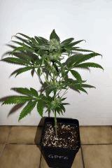 grape puff x grapestomper og #6 F+20