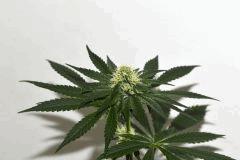 Ghost OG x White OG v2 #2 F+10