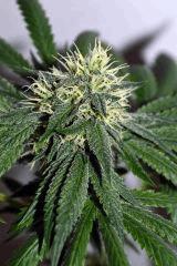 ghost og x white og v2 #4 F+20