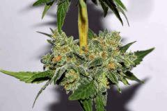 grape puff x grape stomper og F60