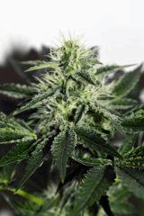 triangle kush x white og v2 F+20