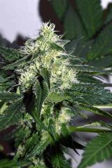 dawg waltz x pineapple express #2 F+20
