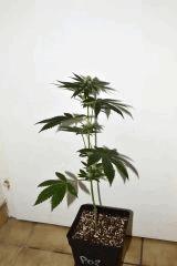 Ghost OG x White OG v2 #2 F+10