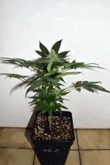dawg waltz x pineapple express #2 F+20