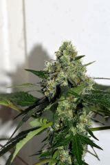 Dawg's Waltz x Pineapple Express #2 F+35