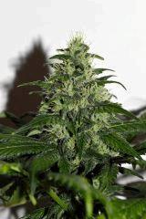 Dawg's Waltz x Pineapple Express #1 F+35
