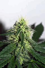 goji og x pineapple express #5 F+20