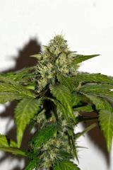 Goji OG x Pineapple Express #4 F+35
