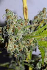 gorilla glue #4 x biker kush F60