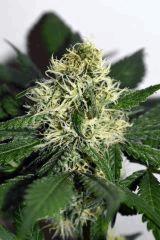 dawg waltz x pineapple express #3 F+20