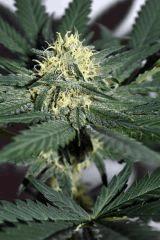 grape puff x grapestomper og #2 F+20
