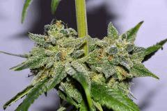 power nap F60