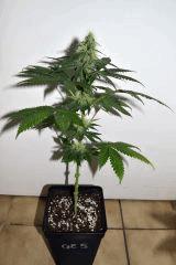 goji og x pineapple express #5 F+20