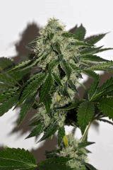 Orgy Kush F+35