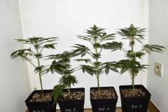 Dawg's Waltz x Pineapple Express F+10