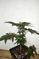 Dawg's Waltz x Pineapple Express #2 F+10