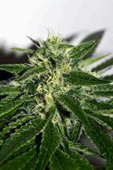 ghost og x white og v2 #2 F+20