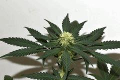 Grape Puff Friend x Grapestomper OG #2  F+10