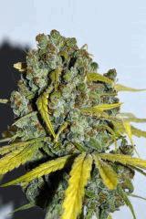 gorilla glue #4 x biker kush F60