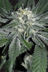grape puff x grapestomper og #6 F+20