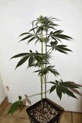 Gorilla glue #4 x Biker Kush F+10
