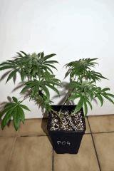 ghost og x white og v2 #4 F+20