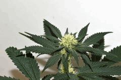Grape Puff Friend x Grapestomper OG #3  F+10
