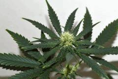 Amnesia Hypro x Triangle White OG #4 F+10