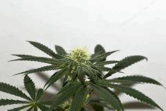 Ghost OG x White OG v2 #4 F+10