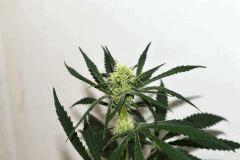 Gorilla glue #4 x Biker Kush F+10