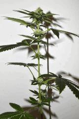 Ghost OG x White OG v2 #2 F+10