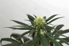 Amnesia Hypro x Triangle White OG #2 F+10