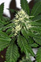 goji og x pineapple express #4 F+20
