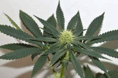 Sour Power x Cherry Puff F+10