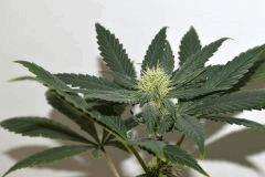 Grape Puff Friend x Grapestomper OG #5  F+10