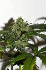Grape Puff x Grapestomper OG #2 F+35