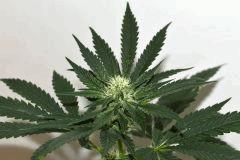 Triangle Kush x White OG v2 F+10