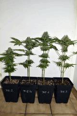 Dawg's Waltz x Pineapple Express F+35